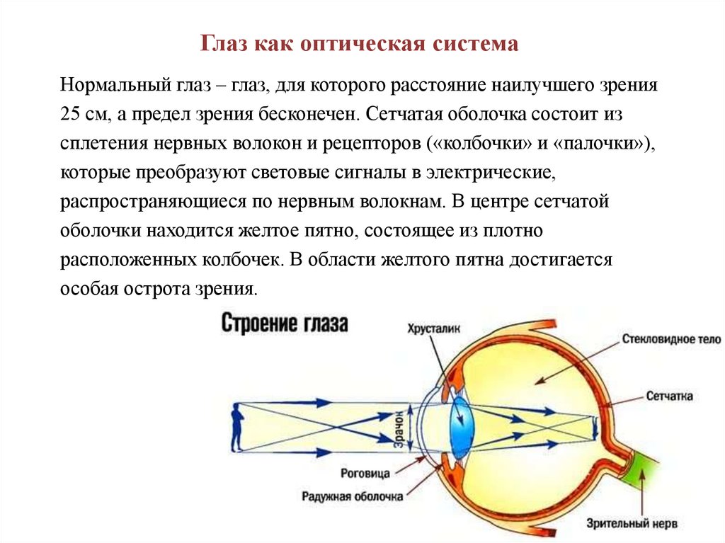 3 оптическая система глаза. Оптическая система глаза физика. Строение оптической системы глаза. Строение глаза физика оптика. Глаз как оптическая система оптические приборы.