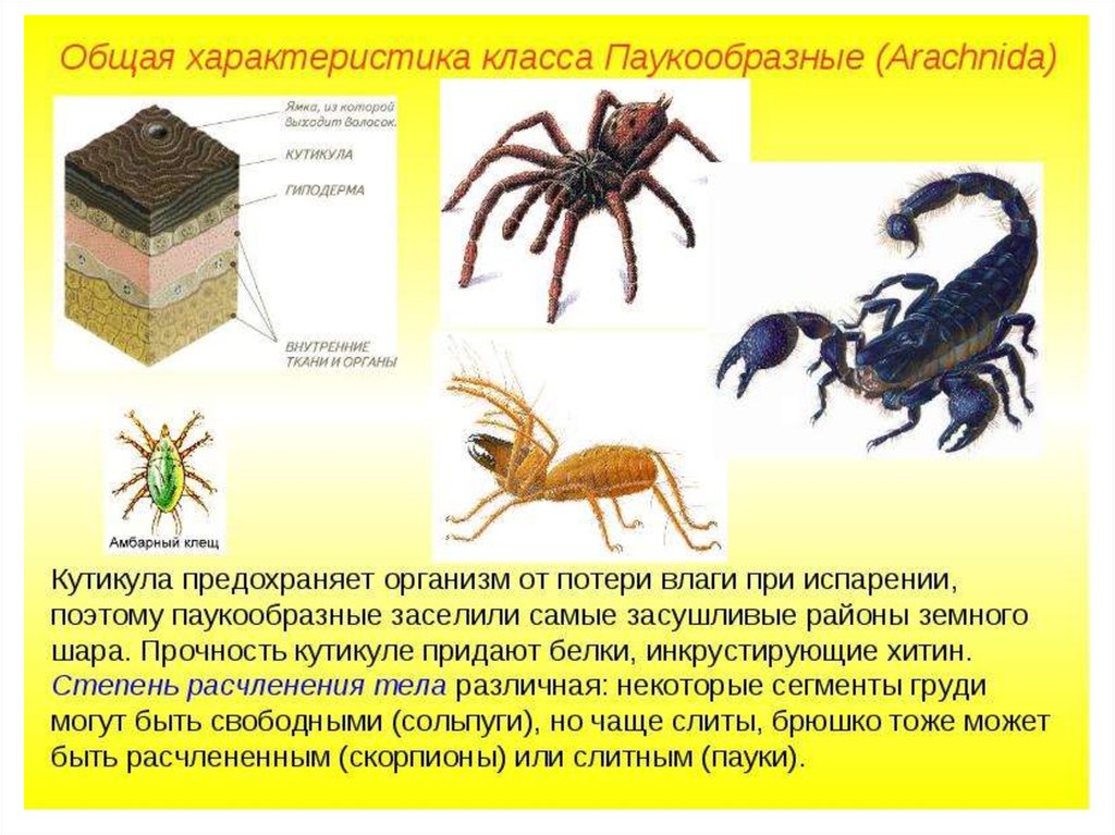 Сообщение о происхождении и эволюции членистоногих. Биология 7 класс Членистоногие паукообразные. Тип Членистоногие класс паукообразные 7 класс. Общее строение паукообразных 7 класс. Паукообразные Покров биология 7 класс.