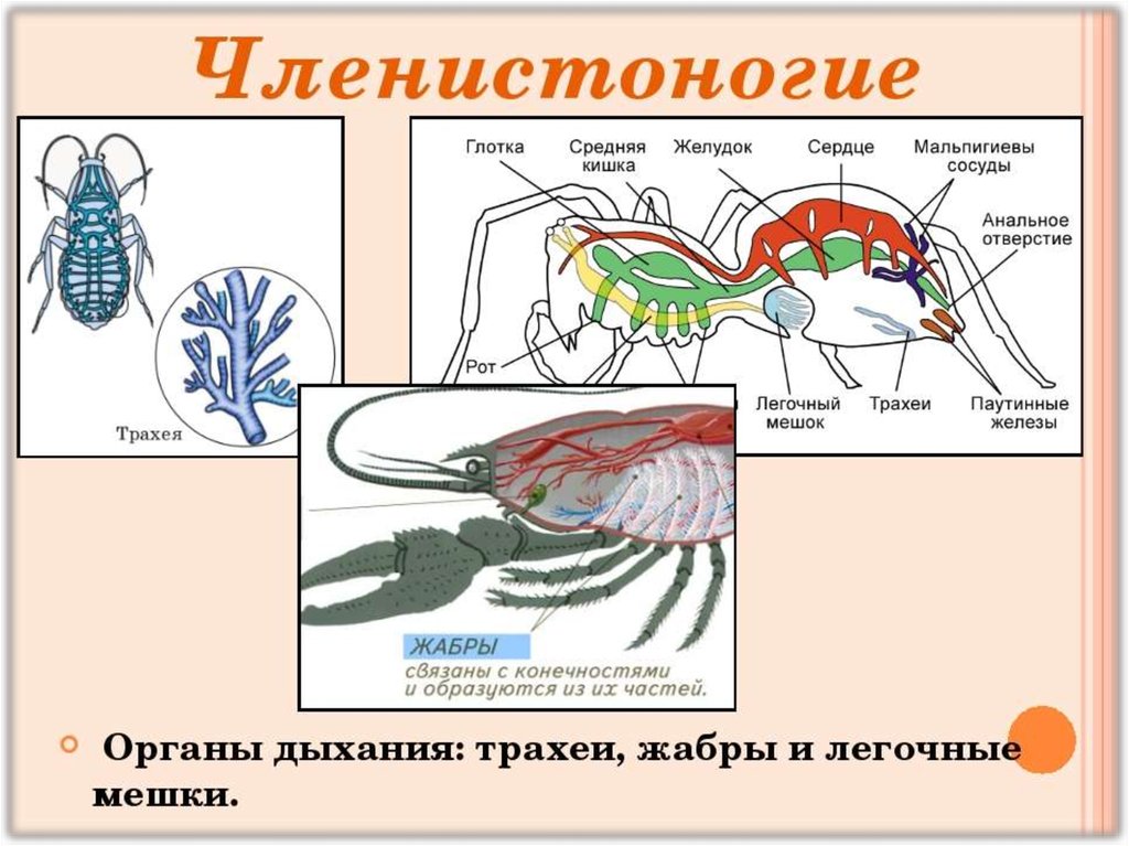 Ракообразные паукообразные насекомые конечности. Дыхательная система жабры у членистоногих. Дыхательная система членистоногих ракообразных. Система органов дыхания членистоногих схема. Класс Членистоногие ракообразные дыхательная система.