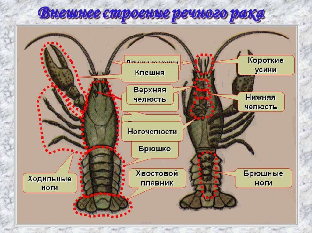 Строение Рака Картинки