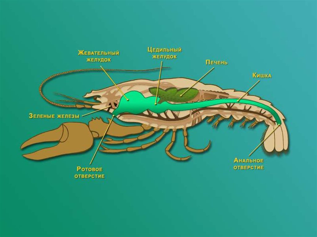 К какой системе относится зеленая железа. Пищеварительная система ракообразных 7 класс. Схема строения пищеварительной системы членистоногих.