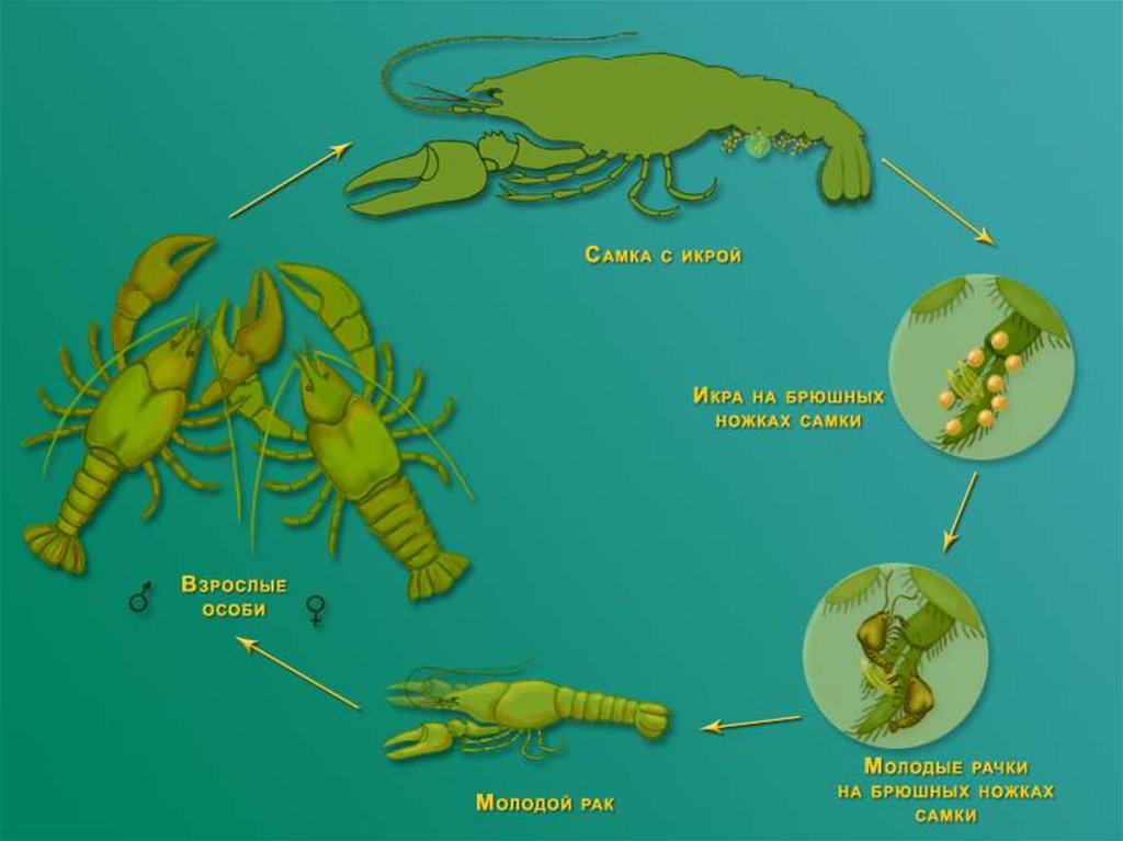 Какой тип развития характерен для скорпиона. Размножение членистоногих. Система размножения ракообразных. Жизненный цикл ракообразных схема. Половая система ракообразных 7 класс.