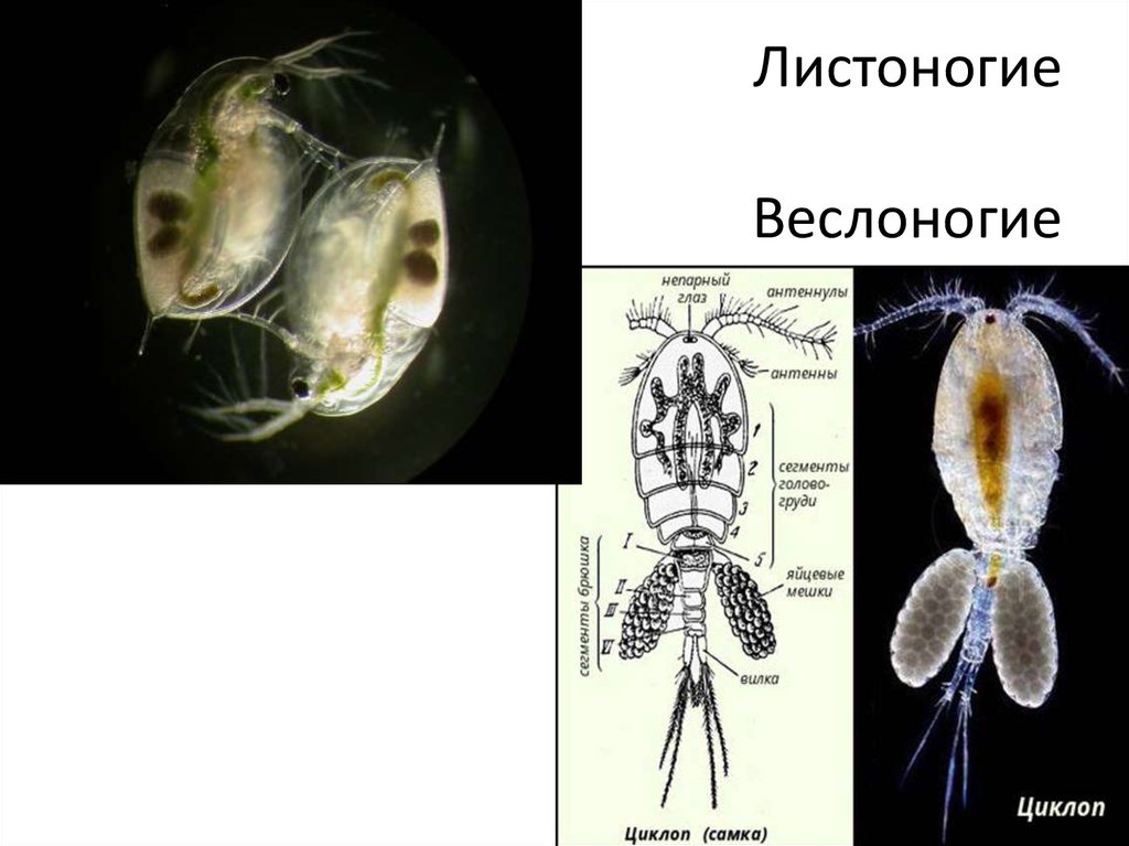 Ложные веслоноги - 7888465