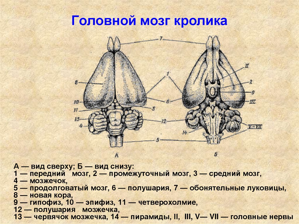 Мозг кролика рисунок