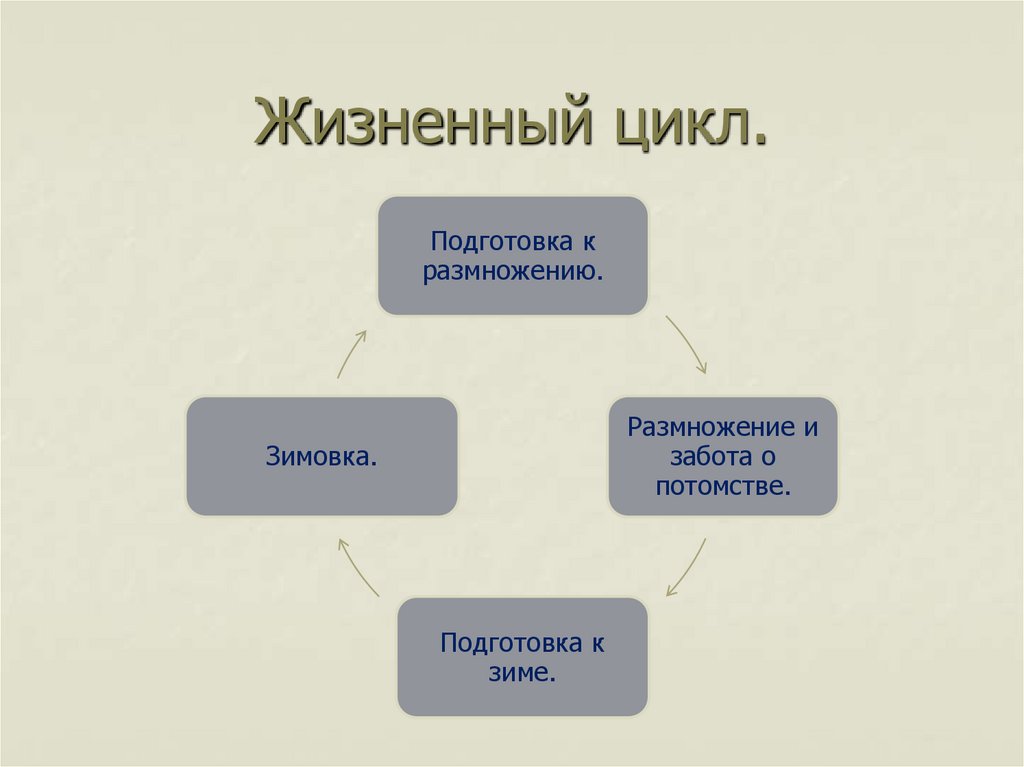 Годовой цикл в жизни млекопитающих