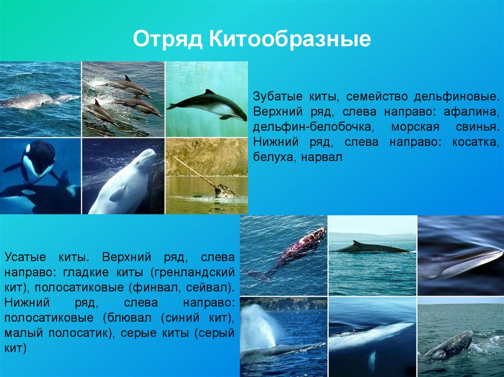 Значение китообразных в жизни человека. Отряд китообразные (Cetacea). Отряд китообразные таблица. Отряд китообразные 7 класс биология.