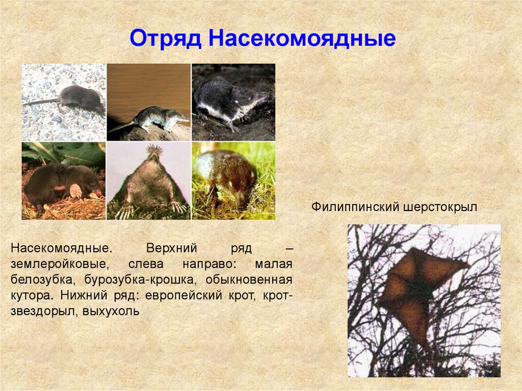 Численность насекомоядных