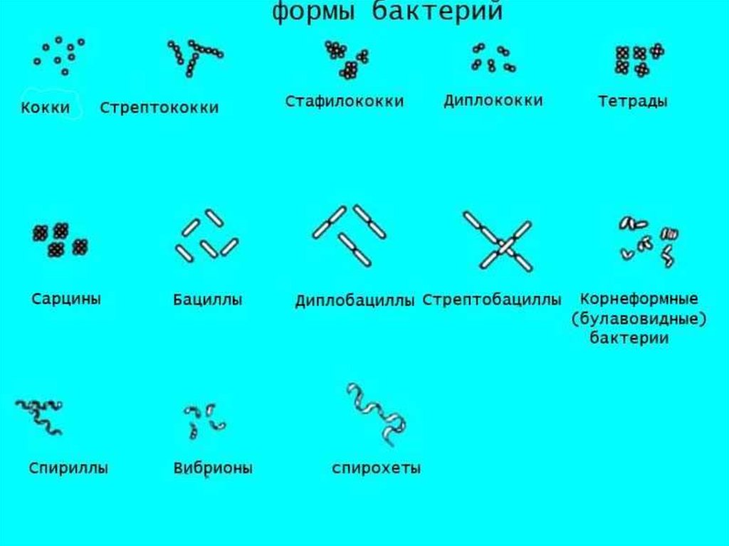 Какие формы бактерий изображены на рисунках напишите их названия