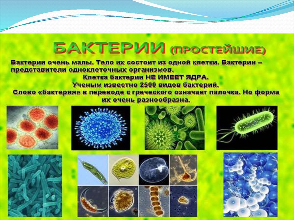 Царство бактерий водоросли. Представители царства бактерий 5 класс. Микроорганизмы виды и формы. Форма жизни бактерий.