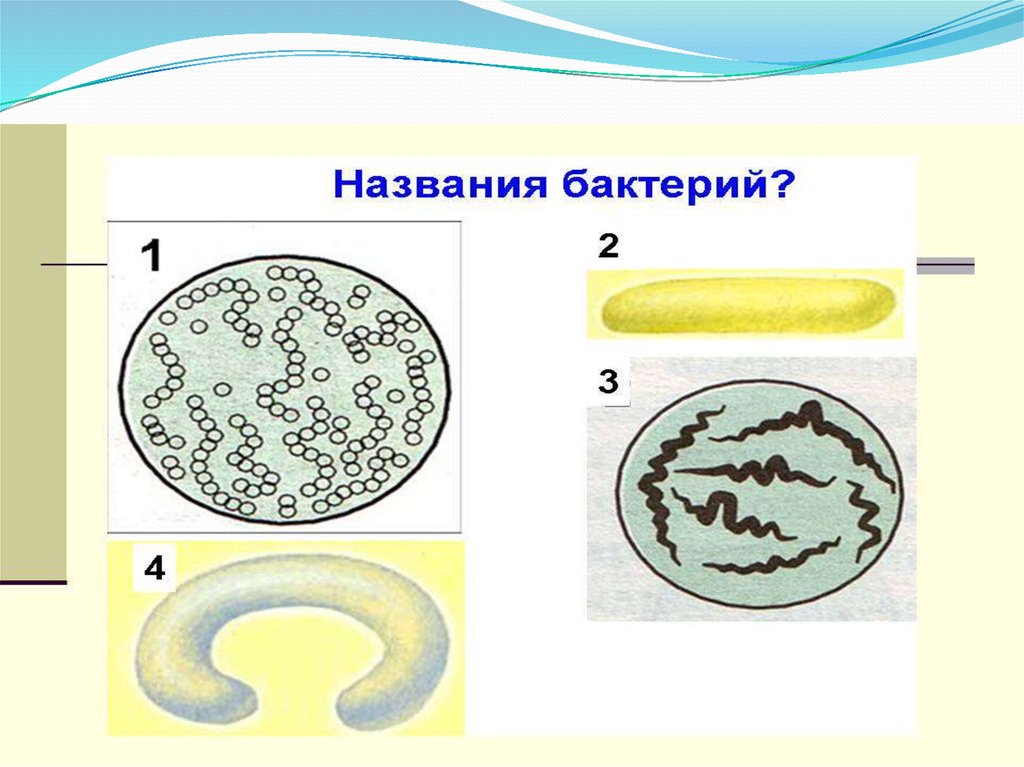 Одиночные округлые. Бактерии названия. Бактерии названия 5 класс. Бактерии названия для детей. Легкие названия бактерий.