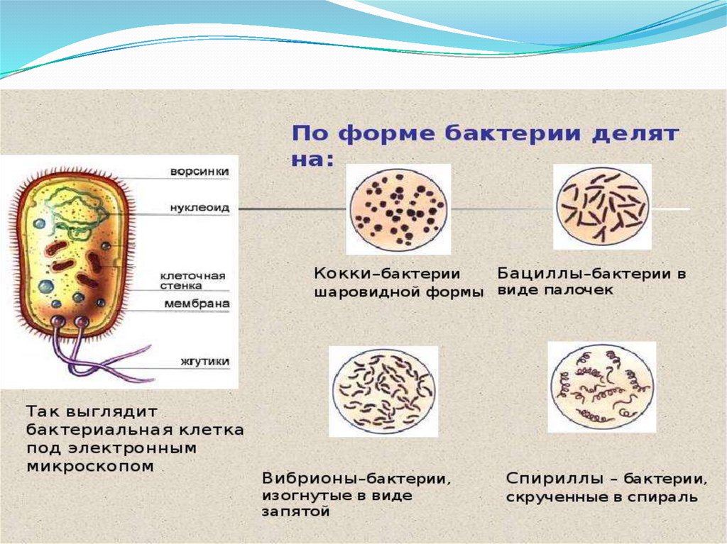 Бактерии в форме палочки носят названия