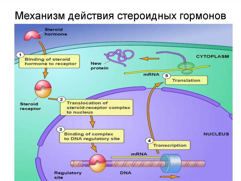 Нарисовать кластер механизма действия препарата кордиамина