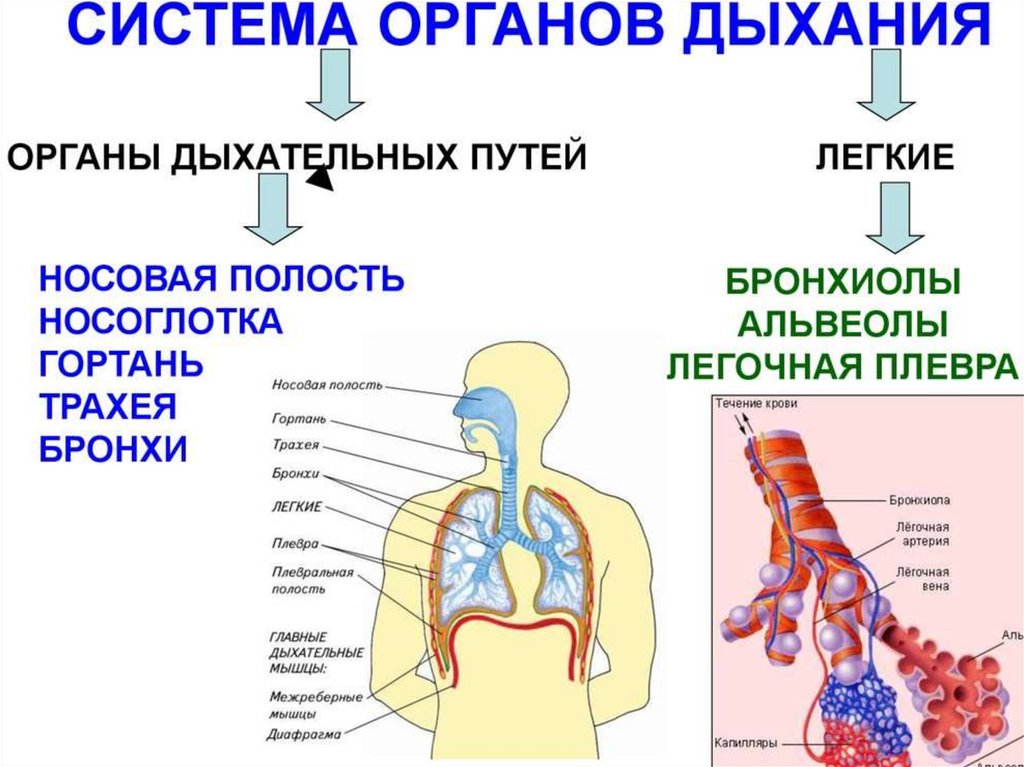 Каким номером на рисунке обозначены воздухоносные пути