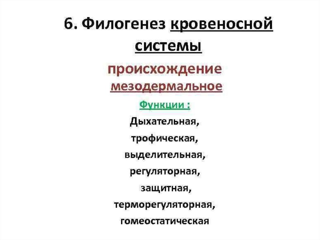 Филогенез кровеносной