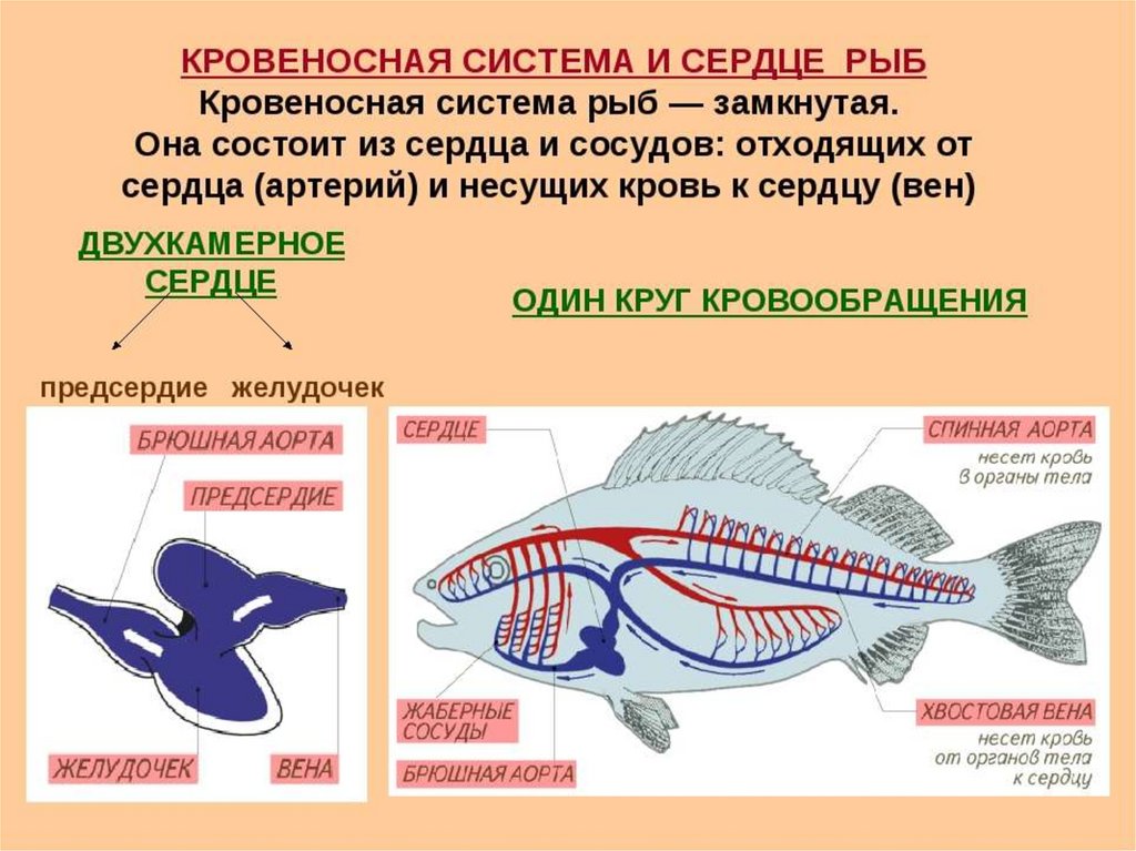 Особенности кровообращения рыб. Класс рыбы кровеносная система таблица. Кровеносная система рыб схема 7 класс. Строение кровеносной системы и сердца рыбы схема. Строение кровеносной системы рыб строение.