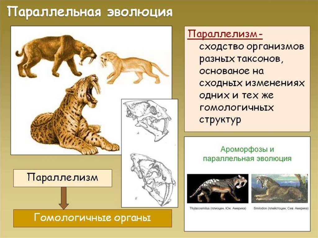 Примеры эволюции живых организмов