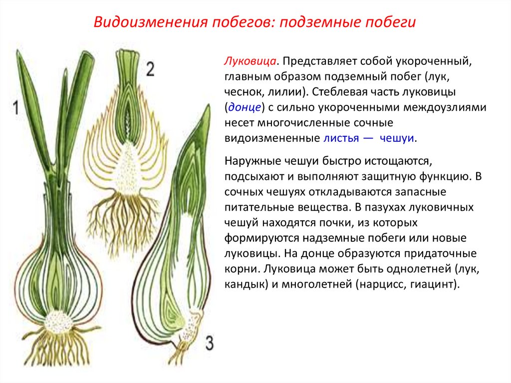 Придаточные корни луковицы