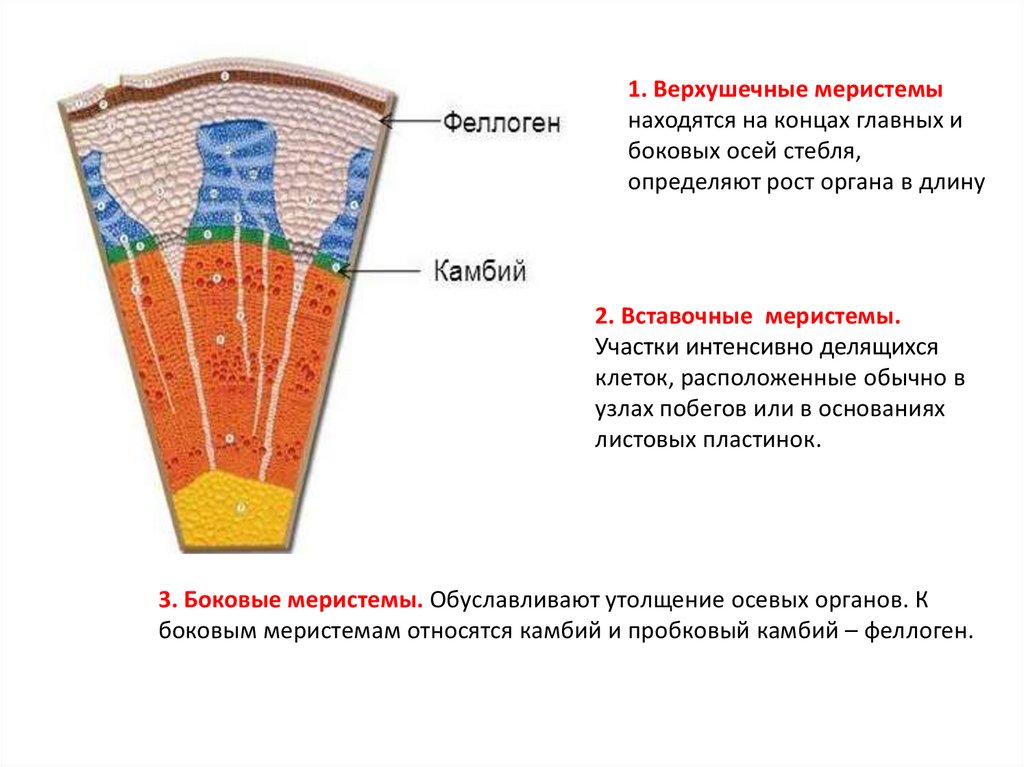 Концы образующих. Образовательная ткань растений камбий. Камбий и феллоген. Камбий меристема. Меристема и феллоген.