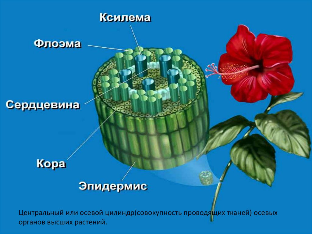 Осевые органы растений