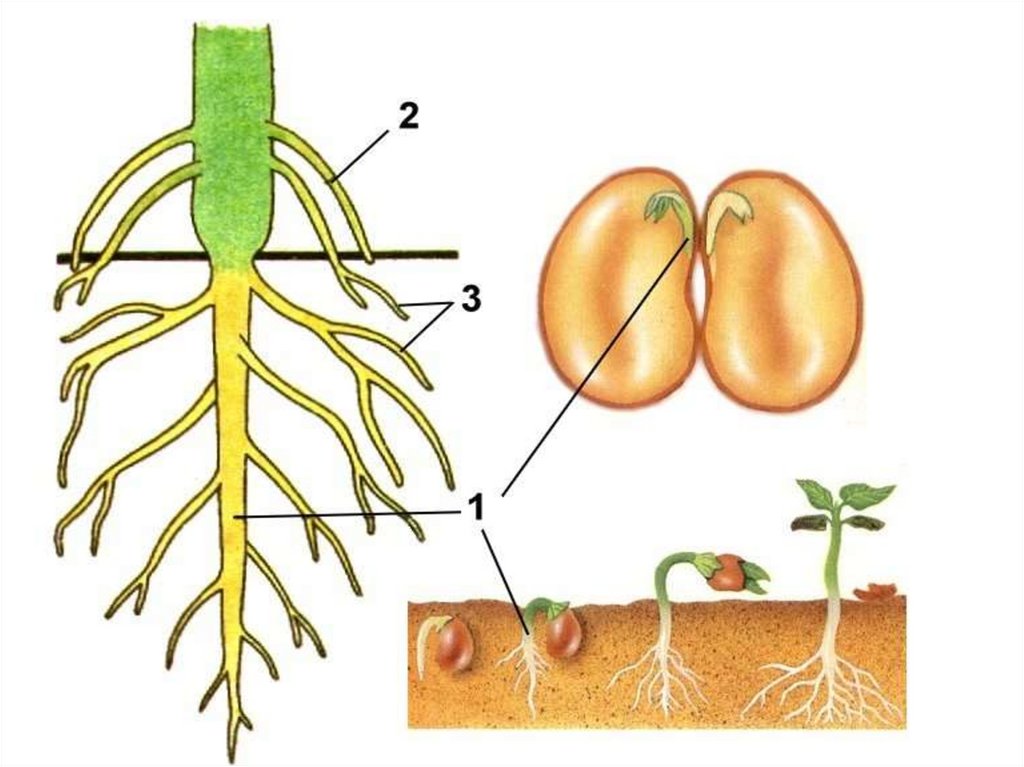 Какие корни образуются на стеблях и листьях. Развитие главного корня из зародышевого корешка семени. Корневая система фасоли. Корневая система проростка фасоли. Стержневая система фасоли.