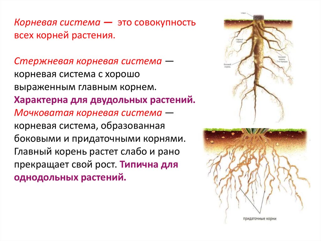 Какие существуют корни. Стержневая корневая система. Придаточные боковые и главный корень. Мочковатая система корня. Мочковатая корневая система.