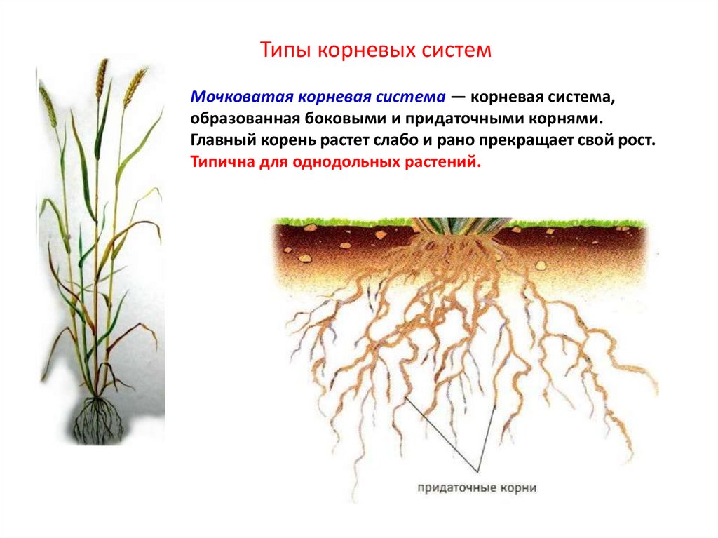 Фото мочковатой корневой системы