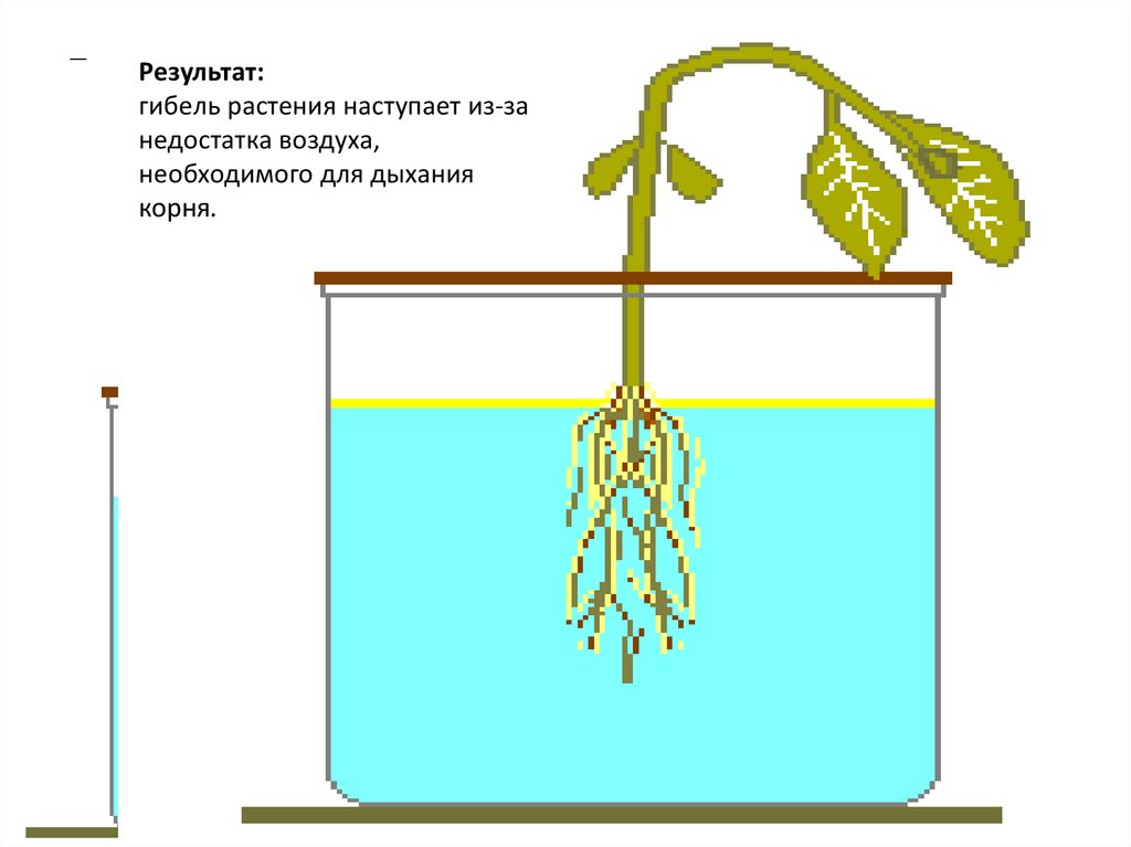 Опыт дыхание растений 6 класс. Дыхание в корнях растений. Корни растений дышат.