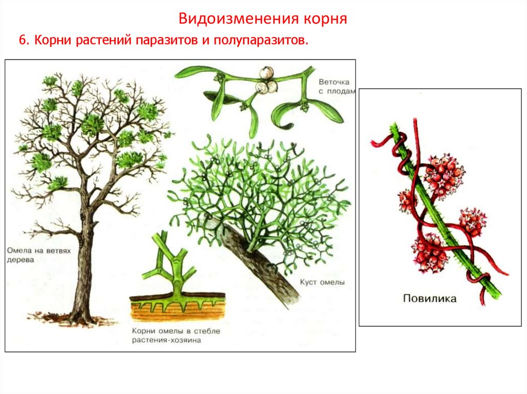 Распределите предложенные растения по группам растения паразиты. Корни-гаустории омелы. Омела корни присоски. Омела растение паразит. Корни присоски растения.