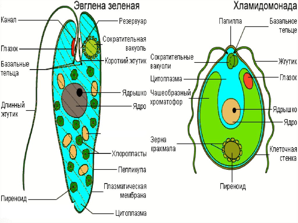 Какие структуры клетки эвглены зеленой обозначены на рисунке