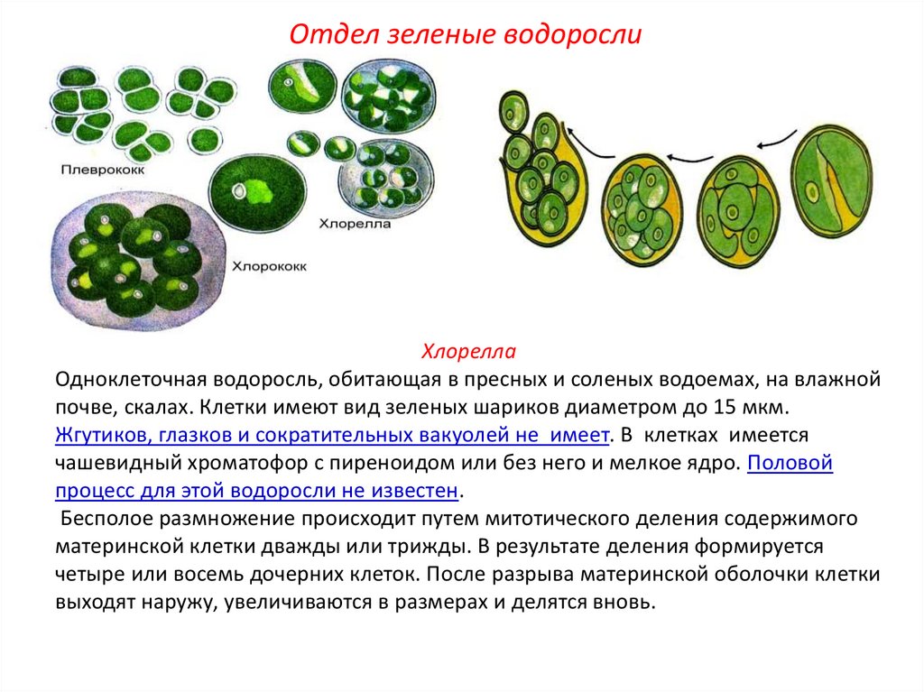 Одноклеточные водоросли биология. Хлорелла жизненный цикл схема. Одноклеточная водоросль хлорелла. Хлорелла водоросль строение. Зеленые водоросли хлорелла.