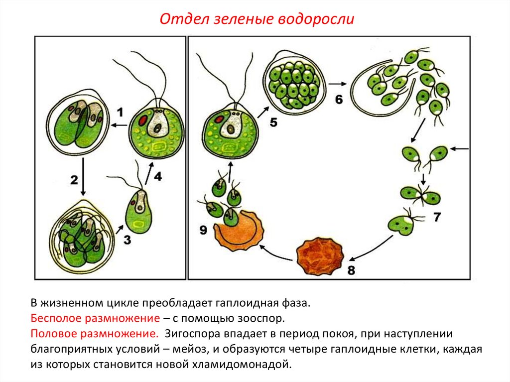 Размножение водорослей улотрикс. Жизненный цикл одноклеточных водорослей схема. Жизненный цикл хламидомонады ЕГЭ. Цикл развития водоросли хламидомонады схема. Жизненный цикл водорослей хламидомонада.