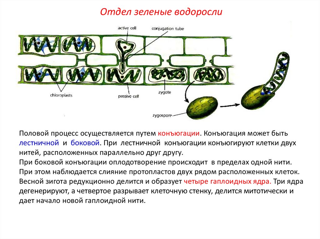 Отсутствие клеточной стенки. Отдел зеленые водоросли половой процесс. Конъюгация это в биологии. Половой процесс конъюгация. Половой процесс конъюгация зеленые водоросли.