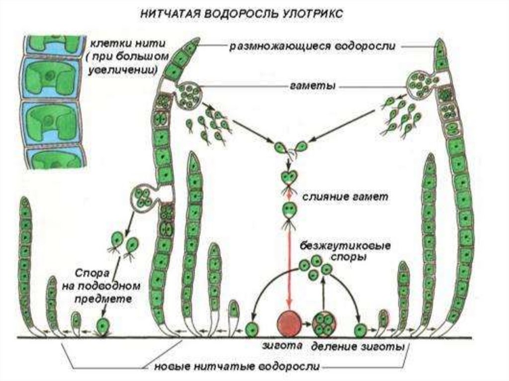Чем представлен спорофит у водорослей. Строение и цикл развития улотрикса. Цикл размножения улотрикса. Жизненный цикл улотрикса схема. Схема размножения улотрикса.