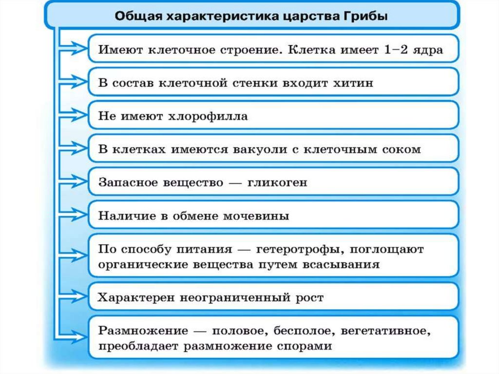 Общая характеристика грибов 7 класс биология презентация