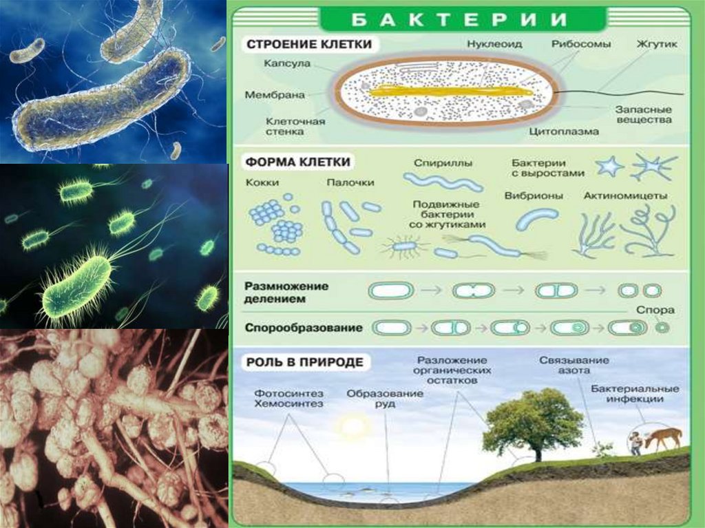 Грибы и бактерии биология 5 класс. Бактерии конспект. Конспект по бактериям. Бактерии ЕГЭ биология. Строение и формы бактерий.