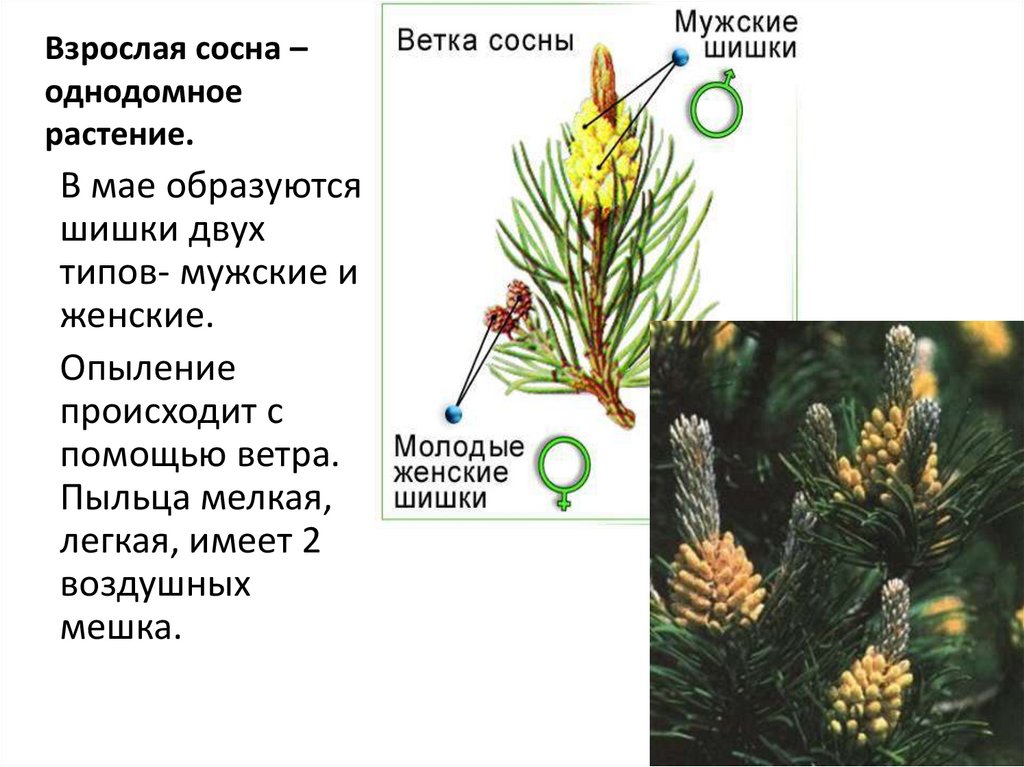 Сосновая ветка составить предложение. Женские шишки сосны. Ветка сосны с мужскими и женскими шишками. Описание женской шишки. Где располагаются женские шишки.