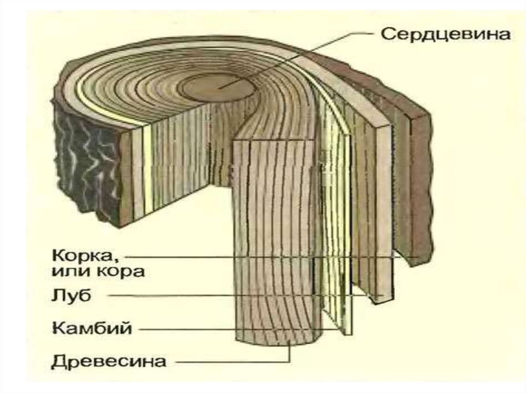 Древесина голосеменных. Луб кора древесина. Строение луба и древесины. Строение коры и луба. Функции луба дерева.