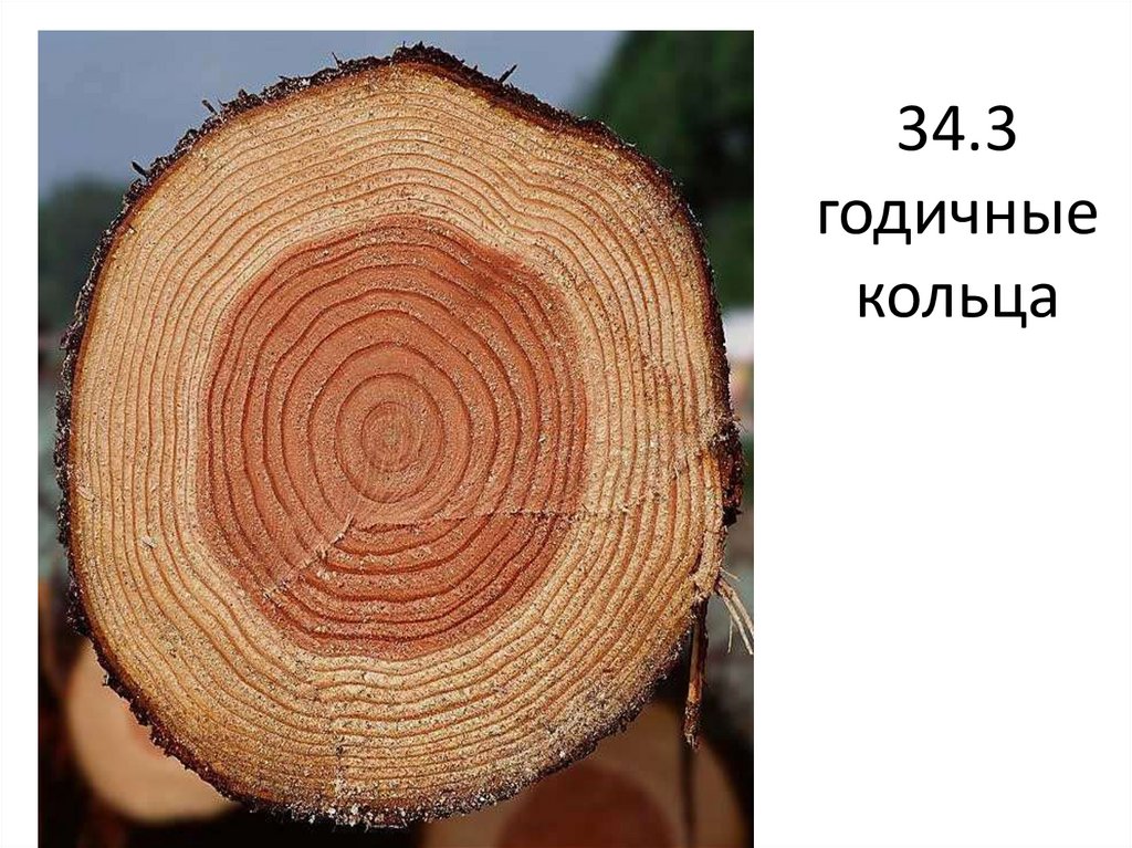Как определить сколько лет дереву по кольцам