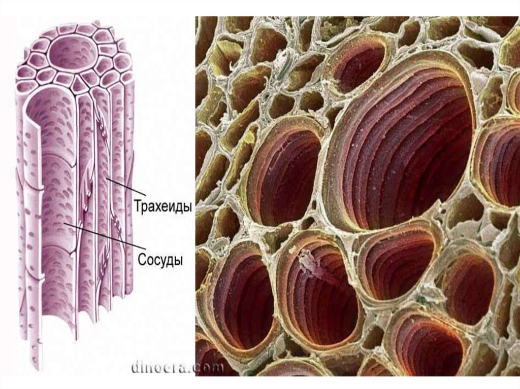 Механическая ткань растений сосуды. Сосуды и трахеиды ксилемы. Сосуды трахеиды ситовидные трубки. Ксилема трахеиды и трахеи. Сосуды ксилемы.
