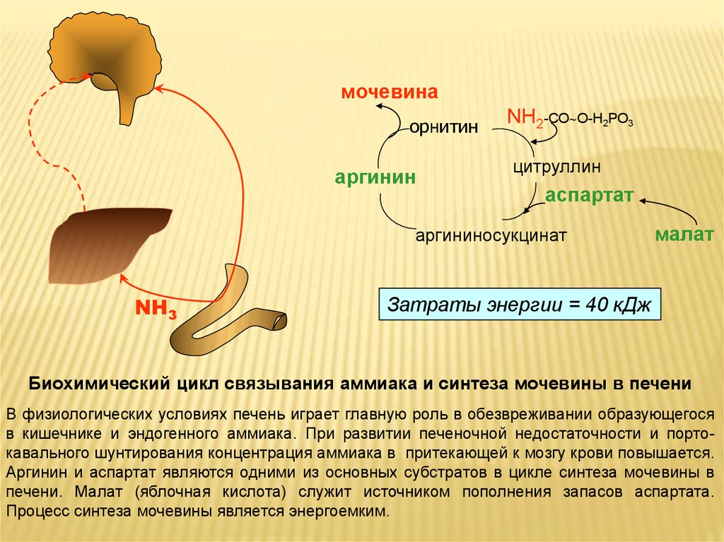 Мочевиной форум. Синтез мочевины в печени. Образование мочевины в печени. Цикл синтеза мочевины. Синтез мочевины биохимия.