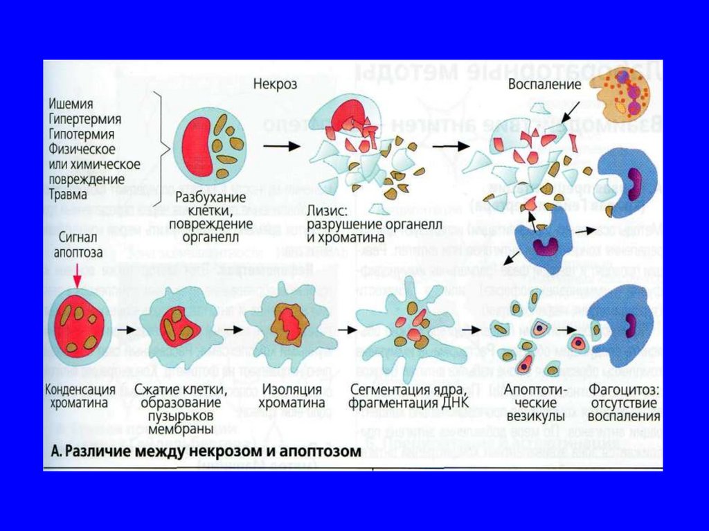 Апоптоз презентация иммунология
