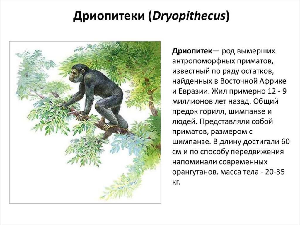 Общий предок шимпанзе. Дриопитек предок человека. Дриопитек описание. Дриопитек Эра. Антропоморфозы дриопитеков.