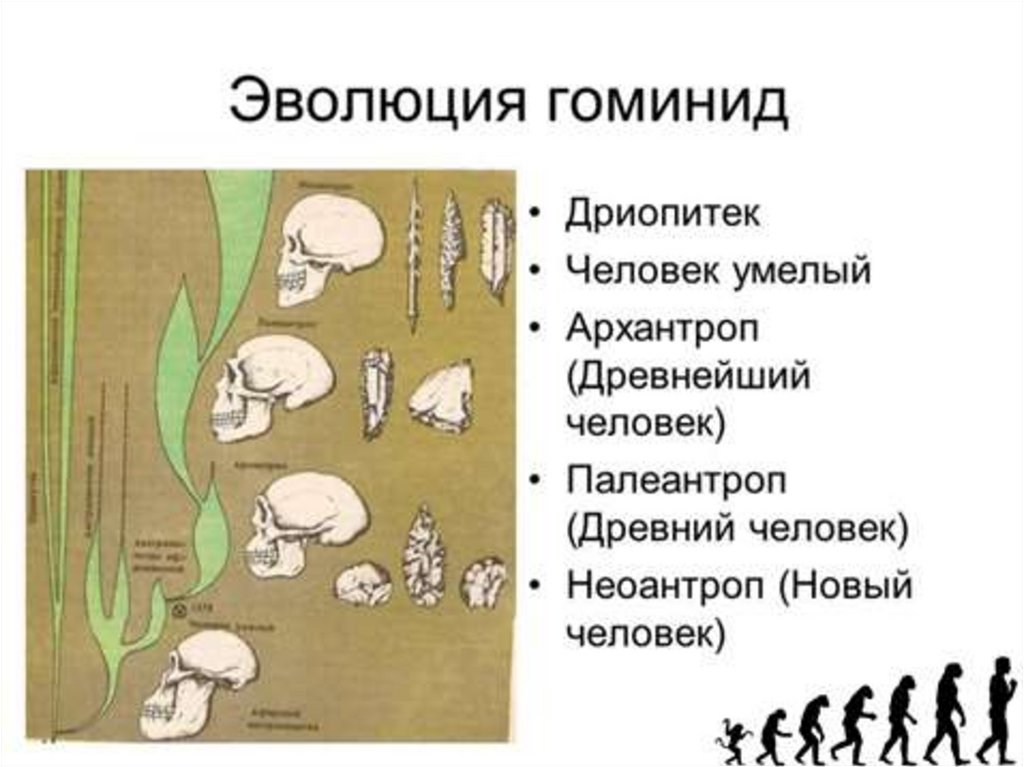 Антропогенез 8 класс