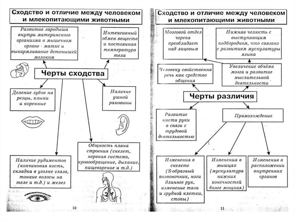 Биология в таблицах и схемах резанова