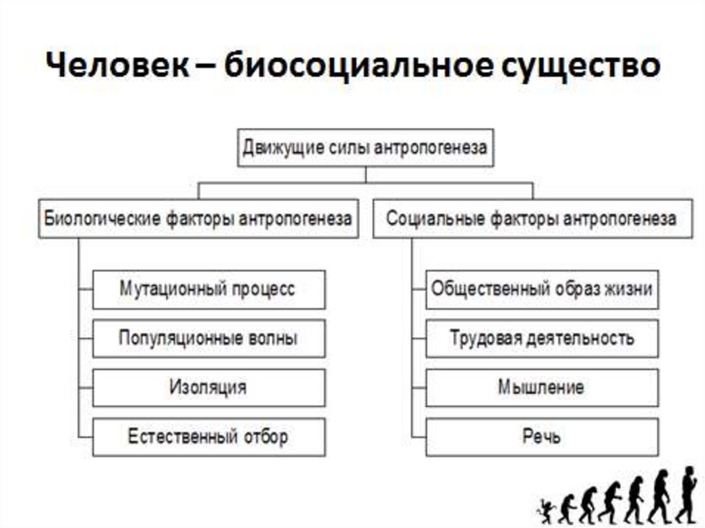 Движущие силы антропогенеза схема