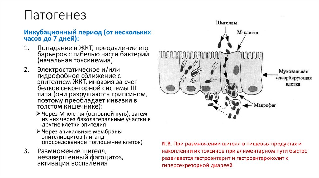 Схема патогенеза чумы