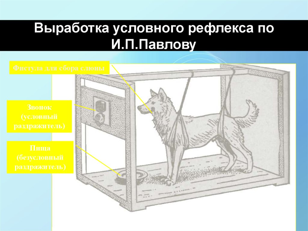 Выработка условных. Выработка условного рефлекса Павлов. Формирование условного рефлекса рисунок. Выработки условных рефлексов. Условный рефлекс Павлова.