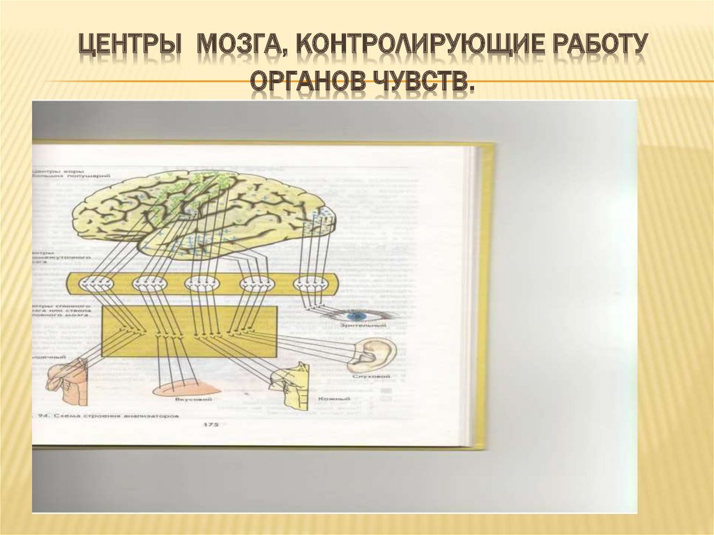 Принцип работы органа. Какие органы контролируют работу мозга. Как изображение контролируется мозгом.