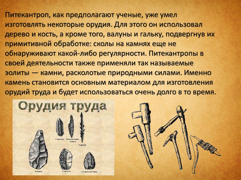 Синантроп и питекантроп. 9 класс - презентация онлайн