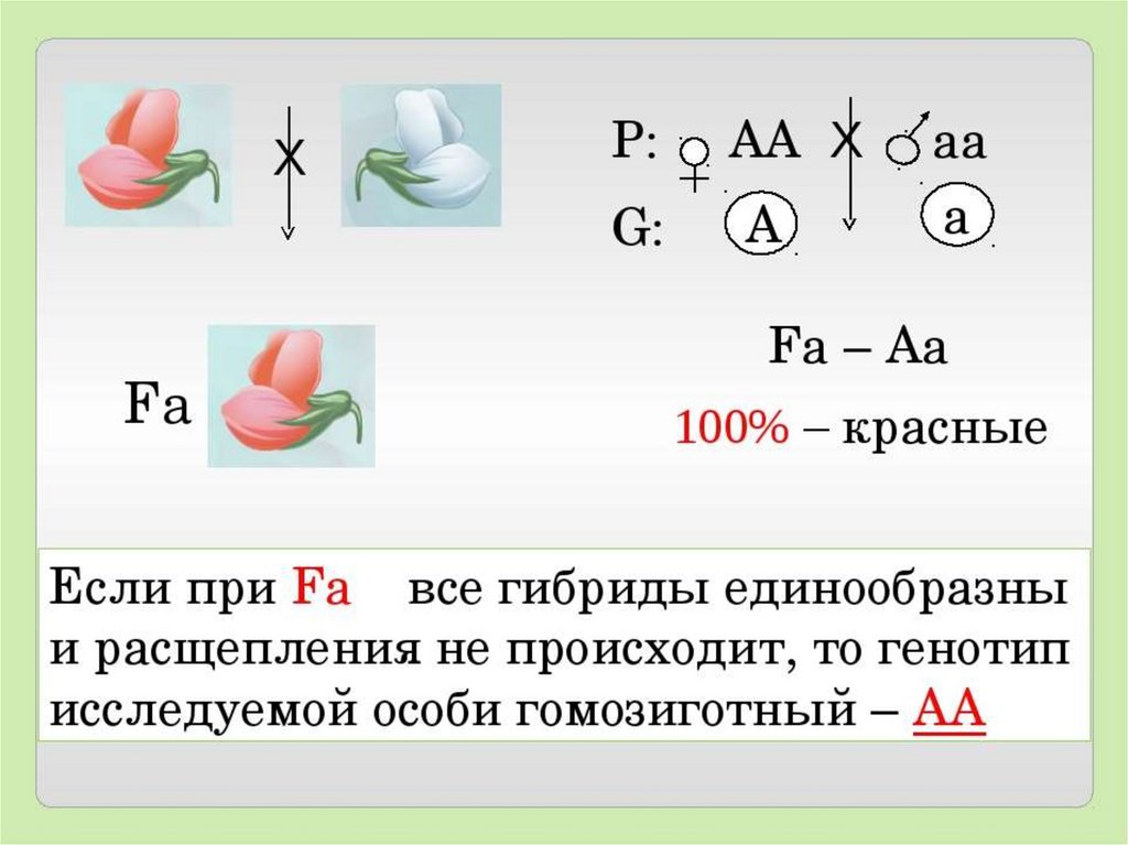 Задачи на неполное доминирование скрещивание. Неполное доминирование анализирующее скрещивание. Схема наследования признаков при неполном доминировании. Неполное доминирование примеры. Неполное доминирование схема.